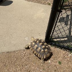Peck's Wildwood Wildlife Park