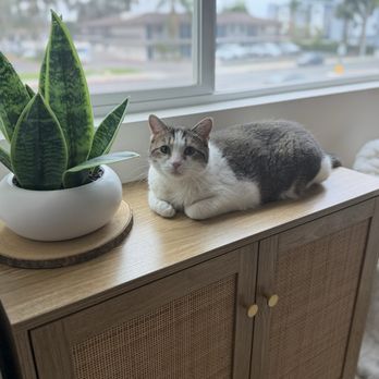 The Comfy Cat Haven - Whimsy enjoying the view! - Pet Sitting Near Me The Comfy Cat Haven - Whimsy enjoying the view! - Pet Sitting Near Me