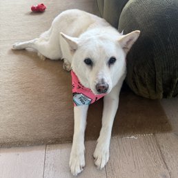 Jindo bath Jindo bath