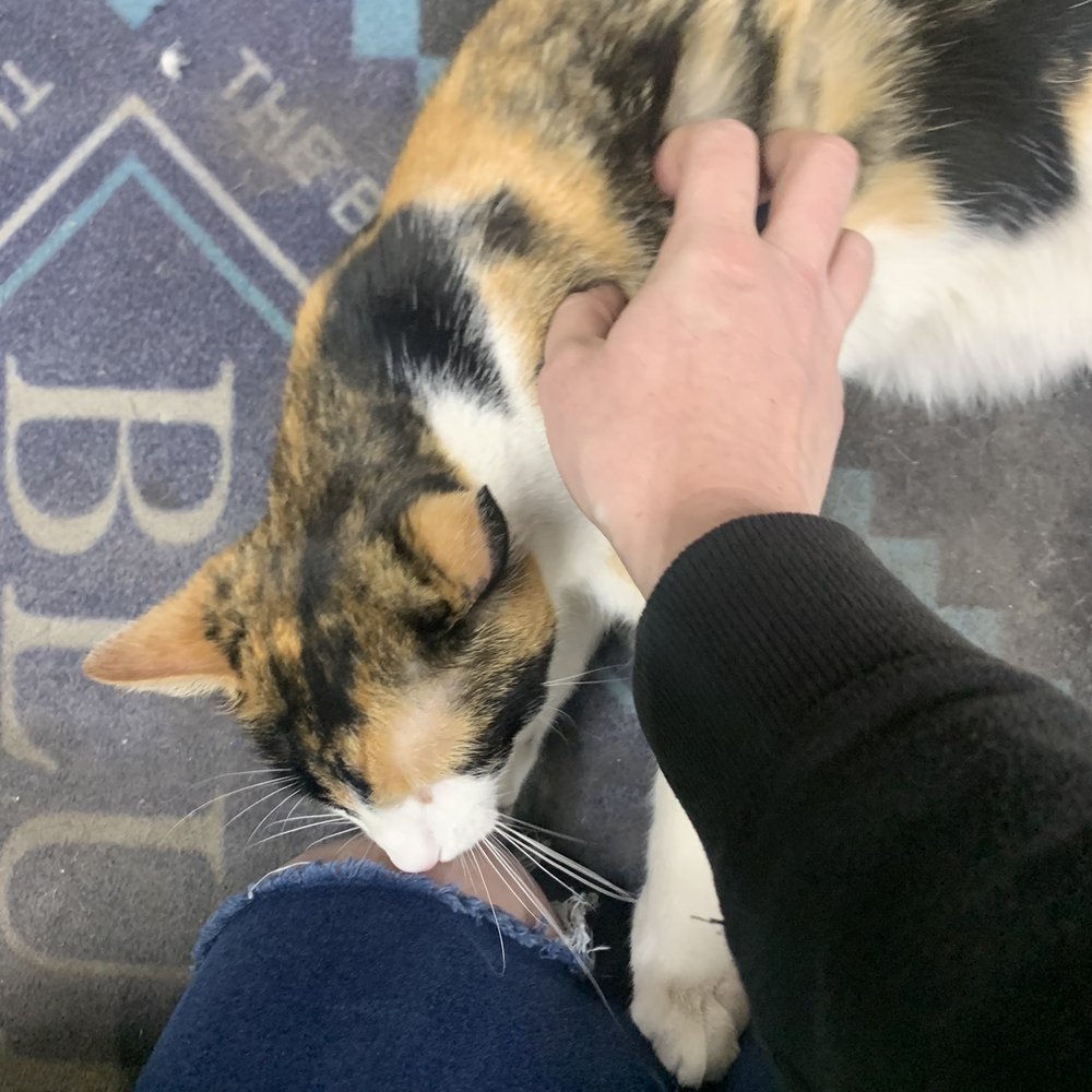 Disco kitten inflation