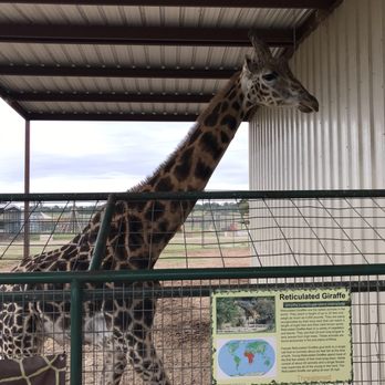 Franklin Drive Thru Safari - Petting Zoos Near Me - Franklin, Texas Franklin Drive Thru Safari - Petting Zoos Near Me - Franklin, Texas