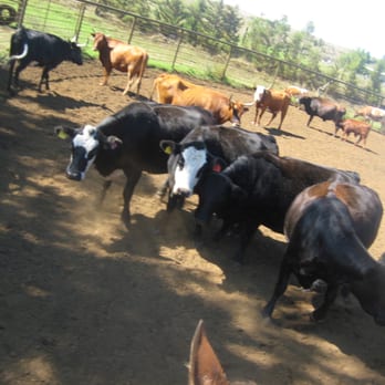 4D Quarter Horses - Horseback Riding Near Me - Kailua-Kona, Hawaii