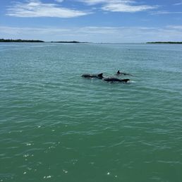 Dolphin Cruise Dolphin Cruise