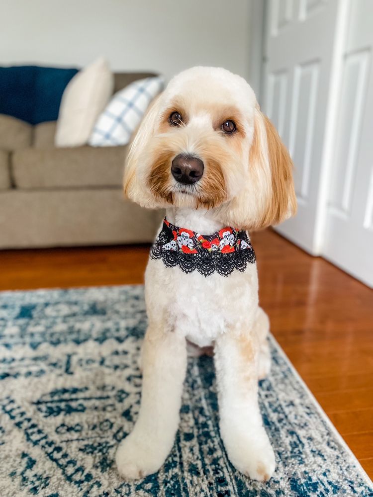 KAYLA’S POSH PETS GROOMING & BOUTIQUE Updated October 2024 36 Photos & 22 Reviews 7090