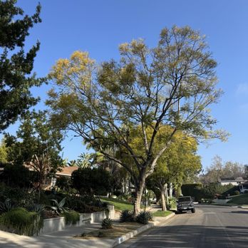 Cali Green Tree Experts - Our giant jacaranda - Tree Services Near Me