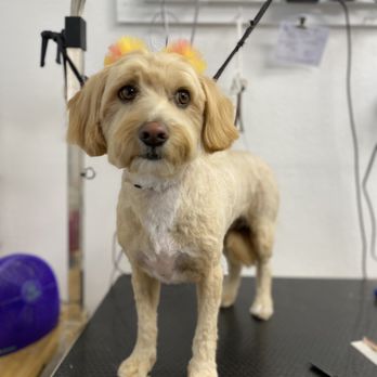 Bubble Dogs Grooming - Our talented groomer handmade the accessories:) - Pet Groomers Near Me - West Covina, California Bubble Dogs Grooming - Our talented groomer handmade the accessories:) - Pet Groomers Near Me - West Covina, California