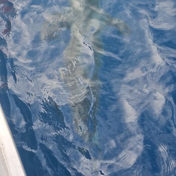 North Shore Shark Adventures - Shark - Snorkeling Near Me - Haleiwa, Hawaii North Shore Shark Adventures - Shark - Snorkeling Near Me - Haleiwa, Hawaii