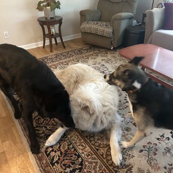 It’s Pawty Time - Dave, ElRey, and Alfie, the three amigos! - Dog Walkers Near Me It’s Pawty Time - Dave, ElRey, and Alfie, the three amigos! - Dog Walkers Near Me
