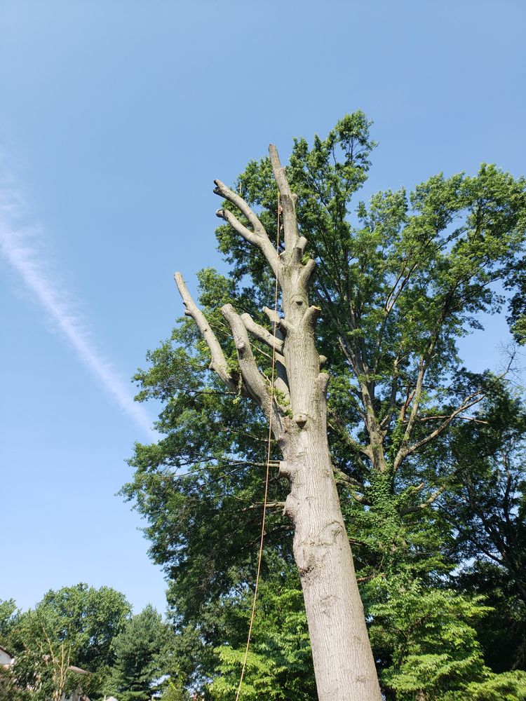 Foree Tree Service - tree service in Louisville, KY