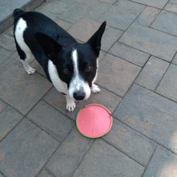 Carrie's Dog Walking & Pet Sitting - Drummer loves to play - Dog Walkers Near Me Carrie's Dog Walking & Pet Sitting - Drummer loves to play - Dog Walkers Near Me