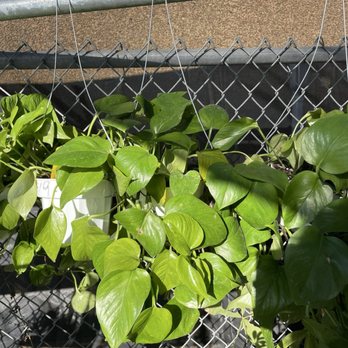 Horizon Nursery - Indoor plant - Nurseries & Gardening Near Me - Santa Fe Springs, California