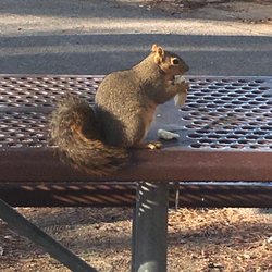 iPhone Repair 605 - Random park squirrel eating a piece of bread or something.