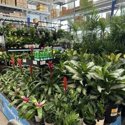 Lowe's Home Improvement - All of the indoor plants available in January/February.