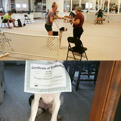 The Smartydog Center for Canine Enrichment - Macallan graduating from his first puppy class!