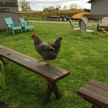 Bow Hill Blueberries - Cute chicks - Fruits & Veggies Near Me - Bow, Washington