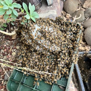 Oc Bee Guy - Honeybees and hive on the lid - Pest Control Near Me - Anaheim, California