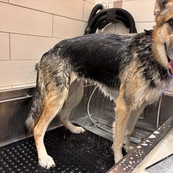 PetSmart Dog Training - Pet Stores Near Me - Menifee, California
