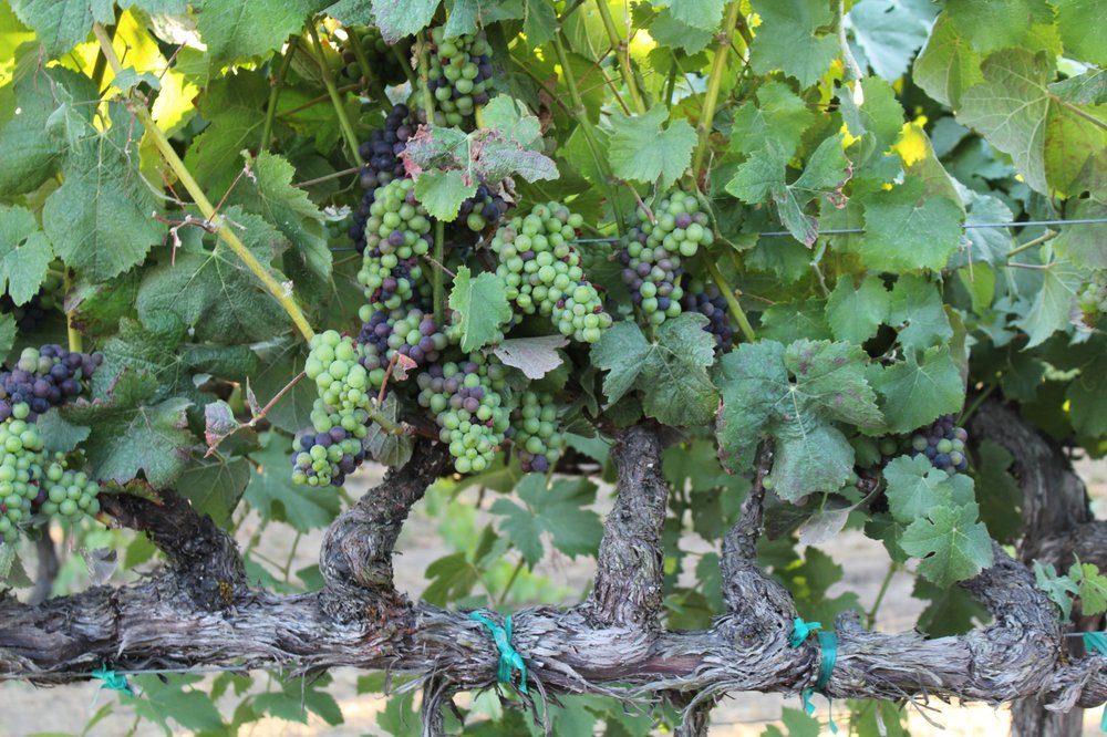 CEJA VINEYARDS Updated September 2024 32 Photos & 86 Reviews 1016