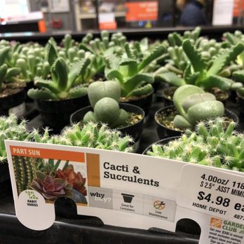 The Home Depot - Succulents - Hardware Stores Near Me - Redlands, California