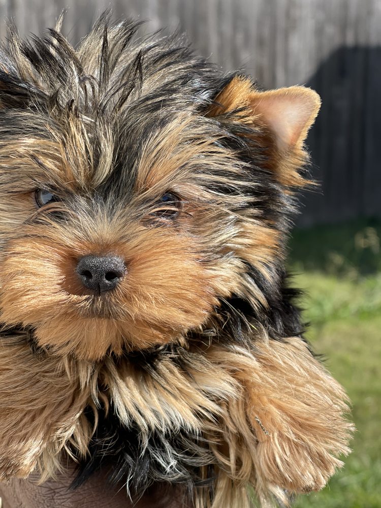 YORKIES OF AUSTIN Updated September 2024 Manor, Texas Pet