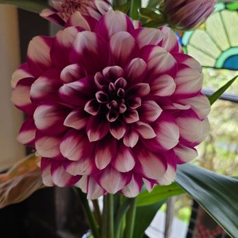 Cafe Ono - Art gallery deco, fresh dahlia - Coffee & Tea Near Me - Volcano, Hawaii