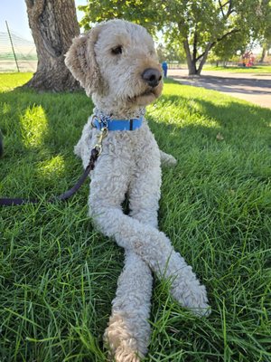 Dogs In Training - Every dog comes to us with a unique personality, behavior patterns, and learning style. Our Board & Train program will teach your dog 15 commands including kennel manners, meet & greet protocols, perfect leash behavior, and so much more. We design a training approach to meet your dog where they are, while building the structure and consistency needed for real, lasting change. Dogs In Training - Every dog comes to us with a unique personality, behavior patterns, and learning style. Our Board & Train program will teach your dog 15 commands including kennel manners, meet & greet protocols, perfect leash behavior, and so much more. We design a training approach to meet your dog where they are, while building the structure and consistency needed for real, lasting change.