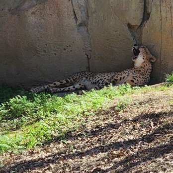 Dallas Zoo - Zoos Near Me - Dallas, Texas Dallas Zoo - Zoos Near Me - Dallas, Texas