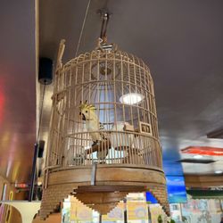 Parrot