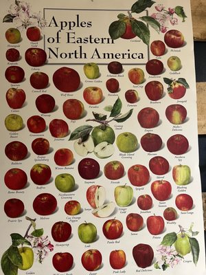 Blue Toad Hard Cider by null