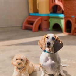 Paw La La - posing pups