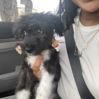 A Shear Pleasure Pet Salon - After grooming, so cute !!!! - Pet Groomers Near Me - Torrance, California A Shear Pleasure Pet Salon - After grooming, so cute !!!! - Pet Groomers Near Me - Torrance, California