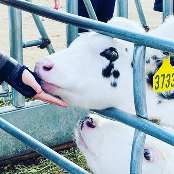 Morning Fresh Dairy - These sweet babies were about 2 months old. - CSA Near Me - Bellvue, Colorado
