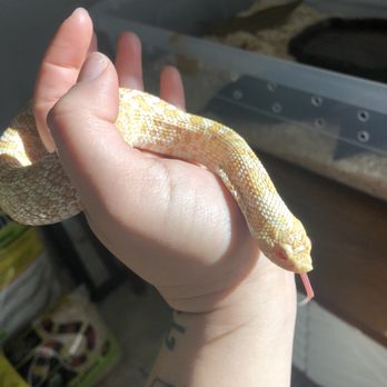 Beast Pets Vista - Updated photo:) 02/19/2023 - Reptile Shops Near Me - Vista, California