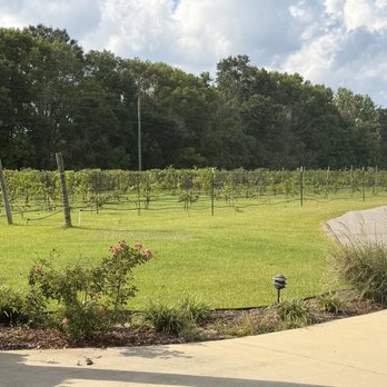 Southern Grove Winery - The vineyard - Wineries Near Me - Fairhope, Alabama Southern Grove Winery - The vineyard - Wineries Near Me - Fairhope, Alabama
