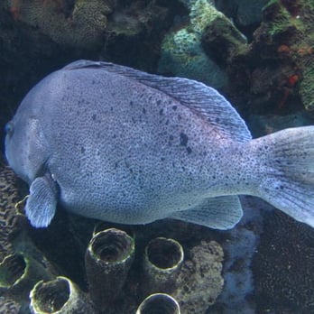 Rainforest Cafe - fish tank shot - American Near Me - Gurnee, Illinois Rainforest Cafe - fish tank shot - American Near Me - Gurnee, Illinois