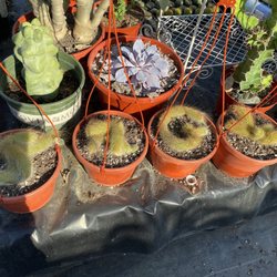 Aeonian Verde Nursery - Cactus