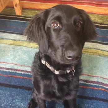 Karma Dog Training - I can sit. - Pet Training Near Me - Granada Hills, California Karma Dog Training - I can sit. - Pet Training Near Me - Granada Hills, California