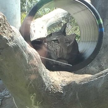 Zoo Miami - One of their cats in their Everglades exhibit - Zoos Near Me - Miami, Florida Zoo Miami - One of their cats in their Everglades exhibit - Zoos Near Me - Miami, Florida