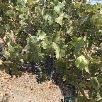 Cane and Spur Wine Tours - Wine Tours Near Me Cane and Spur Wine Tours - Wine Tours Near Me