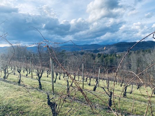 Addison Farms Vineyard by null