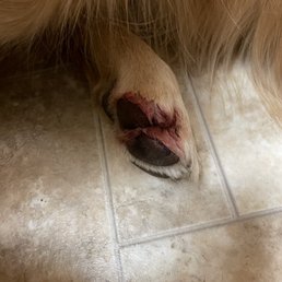 They cut my dog's nail  too short!! And still charged me full price. My poor dog is already afraid of getting his nails cut.