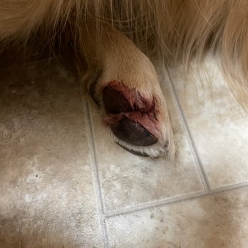 Pampered Pets - They cut my dog's nail  too short!! And still charged me full price. My poor dog is already afraid of getting his nails cut. - Pet Sitting Near Me - Spokane, Washington