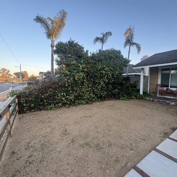 Amazon Arborists Authority - Before - Tree Services Near Me - Santa Ana, California Amazon Arborists Authority - Before - Tree Services Near Me - Santa Ana, California