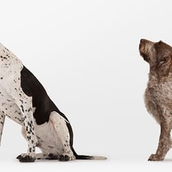 Star Gazers Pet Salon