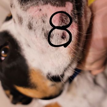Camp Bow Wow - Pet Training Near Me - Aurora, Colorado Camp Bow Wow - Pet Training Near Me - Aurora, Colorado