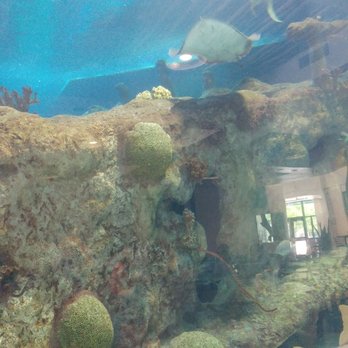 Shark Reef Cafe - Burgers Near Me - Albuquerque, New Mexico