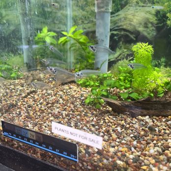 Aquatic Dog - X-ray Catfish - Local Fish Stores Near Me - Denver, Colorado
