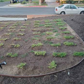 SJR Landscape - Front yard - east, with new plants and organic sight lines. - Landscaping Near Me - Santa Clarita, California SJR Landscape - Front yard - east, with new plants and organic sight lines. - Landscaping Near Me - Santa Clarita, California