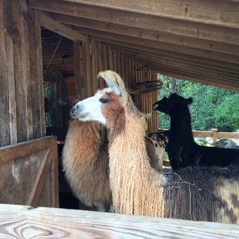 Divine Llama Vineyard - Llamas! - Wineries Near Me - East Bend, North Carolina