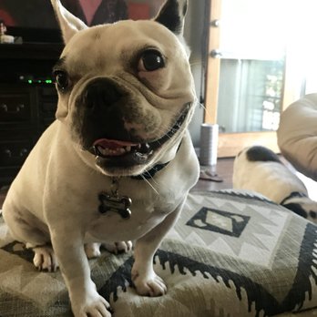Pacific Pet Resort - Pet Training Near Me - Oceanside, California
